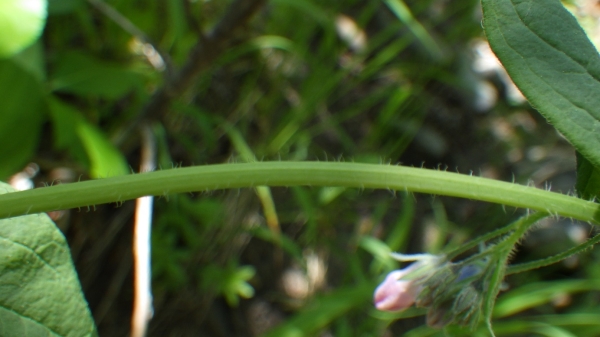 Photo of Mertensia paniculata var. paniculata by Allan  Carson