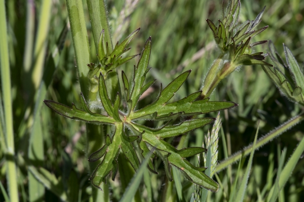 Photo of Ranunculus acris by <a href="http://david.badke.ca">David Badke</a>