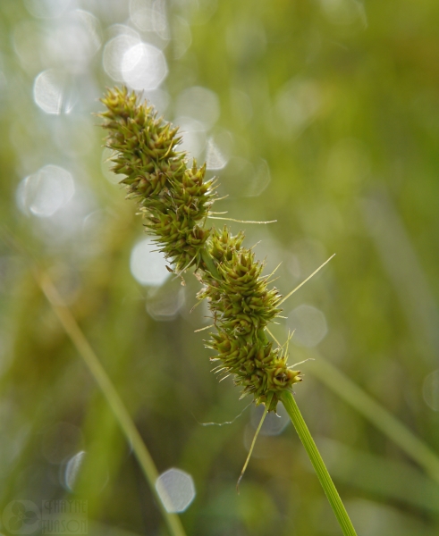 Photo of Carex vulpinoidea by <a href="http://www.flickr.com/photos/thaynet/">Thayne Tuason</a>