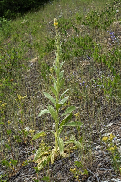 Photo of Verbascum thapsus by Bryan Kelly-McArthur