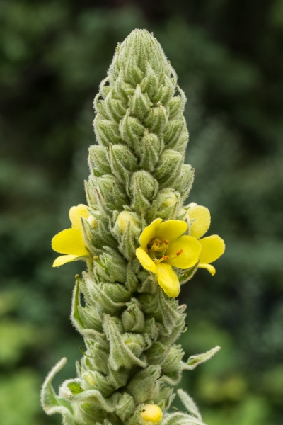 Photo of Verbascum thapsus by Bryan Kelly-McArthur