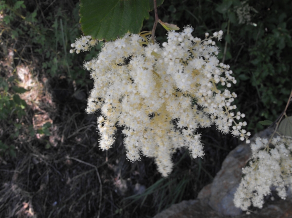 Photo of Holodiscus discolor var. discolor by Bob Thacker