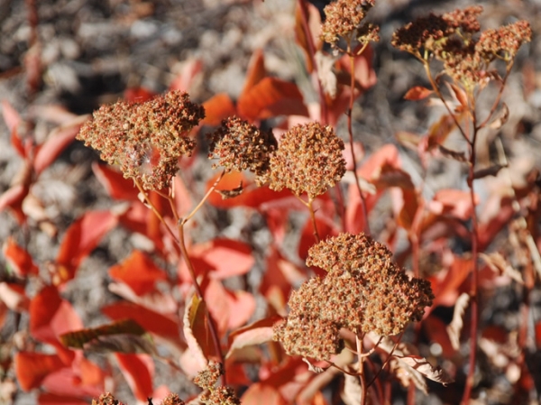 Photo of Spiraea betulifolia by Dave Rutherford