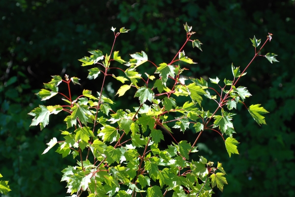 Photo of Acer glabrum by Dave Rutherford