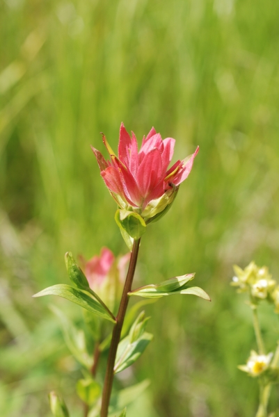 Photo of Castilleja miniata by Dave Rutherford
