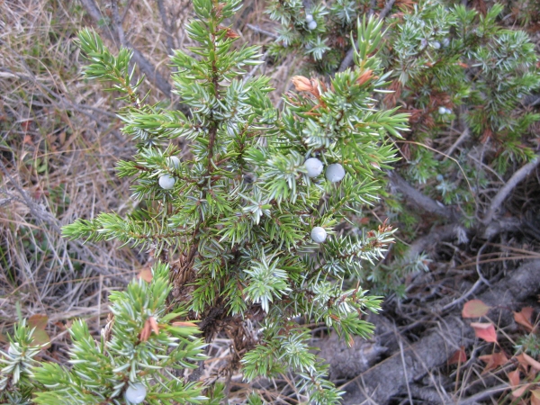 Photo of Juniperus communis by Dave Rutherford
