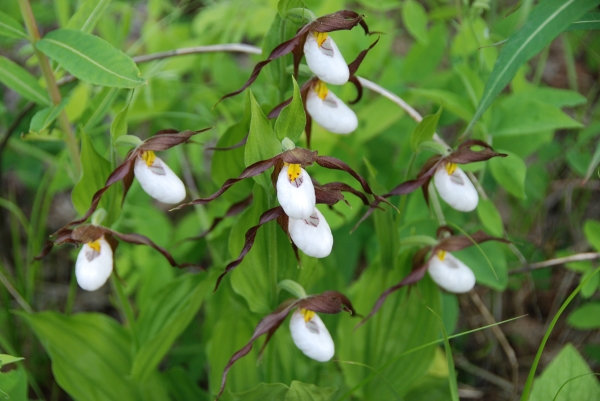 Photo of Cypripedium montanum by Dave Rutherford