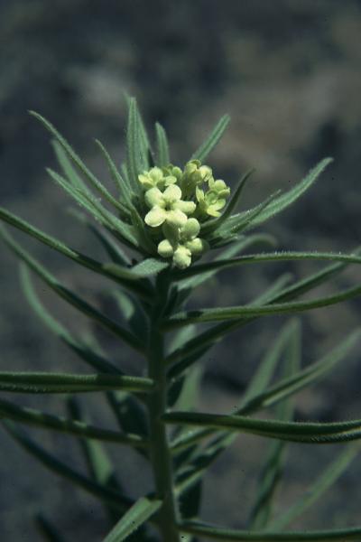 Photo of Lithospermum ruderale by Jim Riley