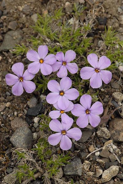 Photo of Phlox diffusa by <a href="http://www.suresoft.ca/homepage/gcarter.html">Irmgard & Gerald Carter</a>