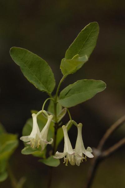 Photo of Lonicera utahensis by <a href="http://www.suresoft.ca/homepage/gcarter.html">Irmgard & Gerald Carter</a>
