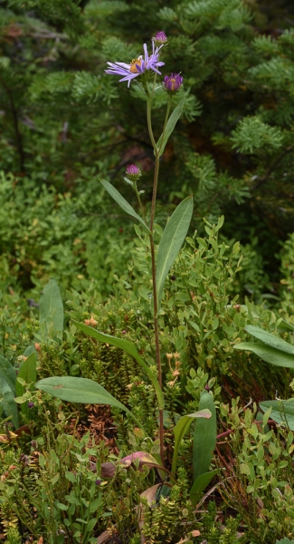 Photo of Symphyotrichum foliaceum var. parryi by Bryan Kelly-McArthur
