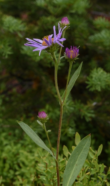 Photo of Symphyotrichum foliaceum var. parryi by Bryan Kelly-McArthur