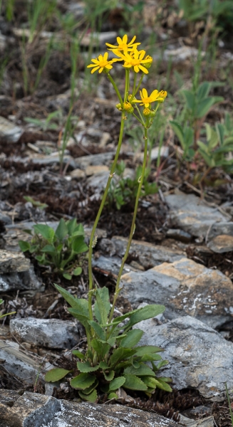 Photo of Packera streptanthifolia by Bryan Kelly-McArthur