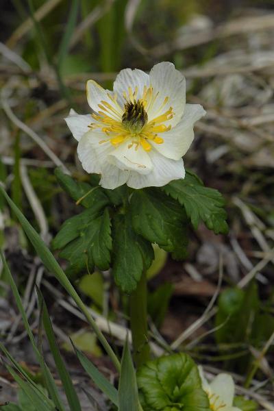 Photo of Trollius albiflorus by <a href="http://www.suresoft.ca/homepage/gcarter.html">Irmgard & Gerald Carter</a>