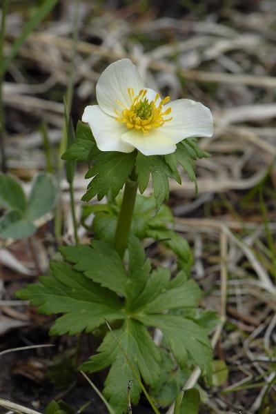 Photo of Trollius albiflorus by <a href="http://www.suresoft.ca/homepage/gcarter.html">Irmgard & Gerald Carter</a>