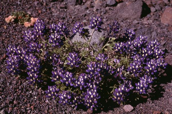 Photo of Lupinus lyallii by Jim Riley