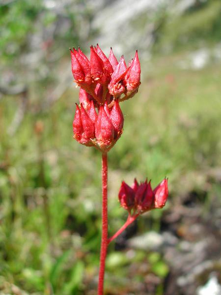 Photo of Leptarrhena pyrolifolia by <a href="http://www.ece.ubc.ca/~ianc/">Ian Cumming</a>