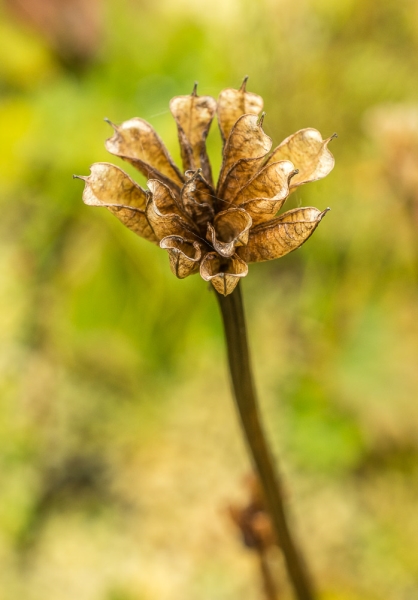 Photo of Caltha leptosepala var. leptosepala by Bryan Kelly-McArthur