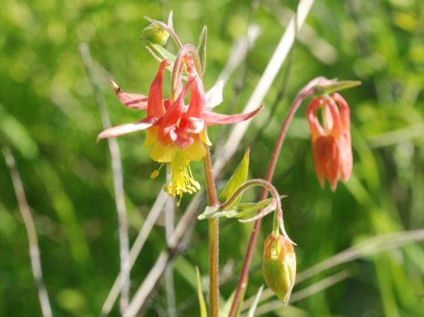 Photo of Aquilegia formosa by Dave Rutherford