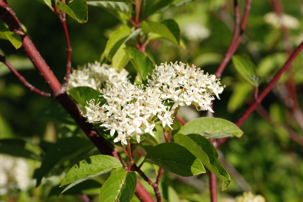 Photo of Cornus sericea by Dave Rutherford