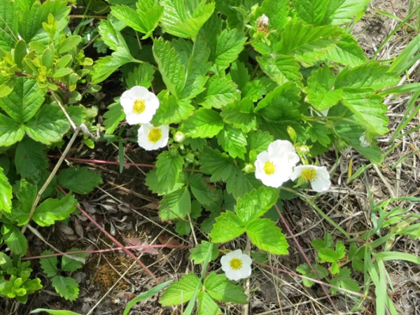 Photo of Fragaria vesca by Dave Rutherford