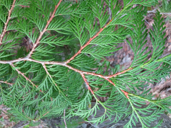 Photo of Thuja plicata by Dave Rutherford