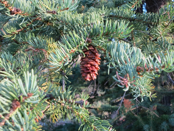 Photo of Picea glauca by Dave Rutherford