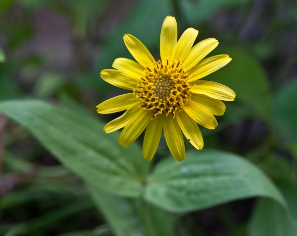 Photo of Arnica chamissonis by Bryan Kelly-McArthur