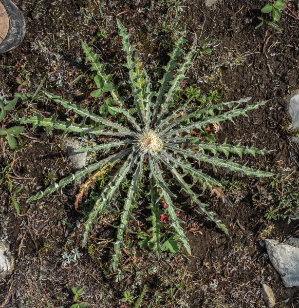 Photo of Cirsium hookerianum by Bryan Kelly-McArthur