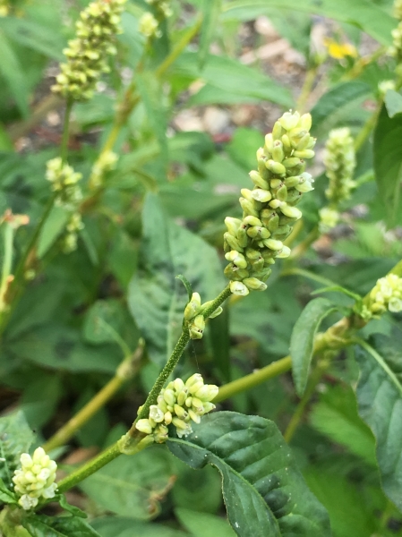 Photo of Persicaria maculosa by Vanessa  Robinson