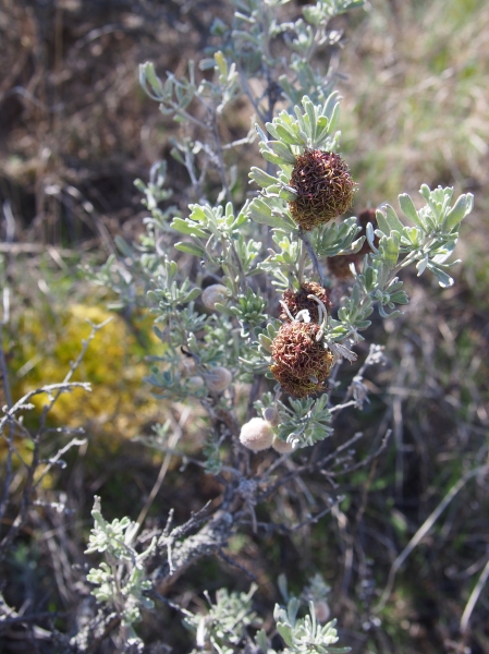 Photo of Artemisia tridentata ssp. tridentata by Vanessa  Robinson