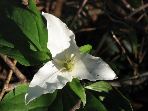 Photo of Trillium ovatum var. ovatum by <a href="http://www.enchantedeyephotocards.com">Debbie Foster</a>