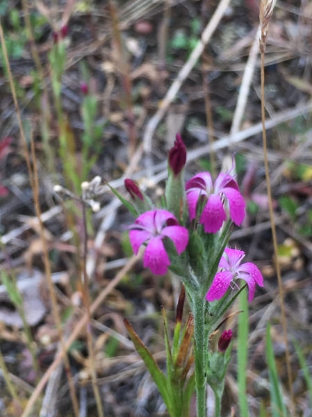 Photo of Dianthus armeria by Vanessa  Robinson