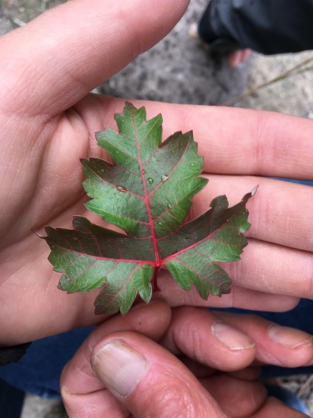 Photo of Acer glabrum by Vanessa  Robinson