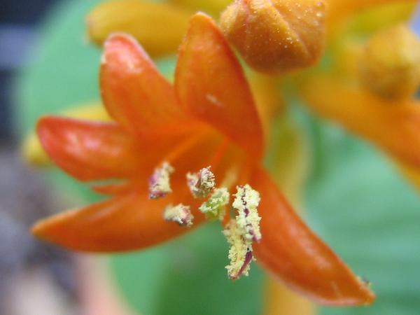 Photo of Lonicera ciliosa by <a href="http://www.enchantedeyephotocards.com">Debbie Foster</a>