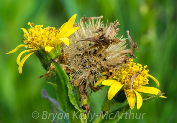 Photo of Arnica chamissonis by Bryan Kelly-McArthur