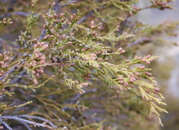 Photo of Juniperus scopulorum by <a href="http://www.flickr.com/photos/thaynet/">Thayne Tuason</a>