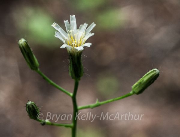 Photo of Hieracium albiflorum by Bryan Kelly-McArthur