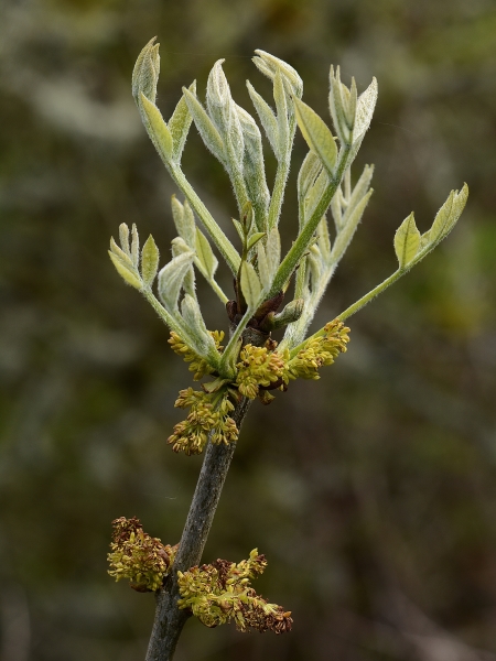Photo of Fraxinus latifolia by Virginia Skilton