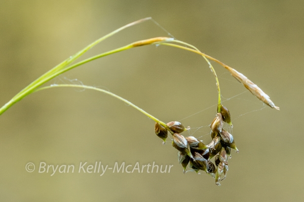 Photo of Carex capillaris by Bryan Kelly-McArthur