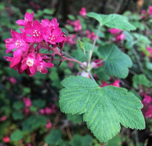 Photo of Ribes sanguineum by Lydia Dani
