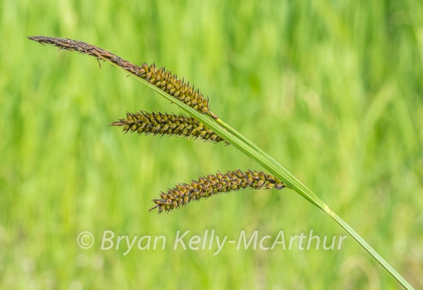 Photo of Carex aperta by Bryan Kelly-McArthur