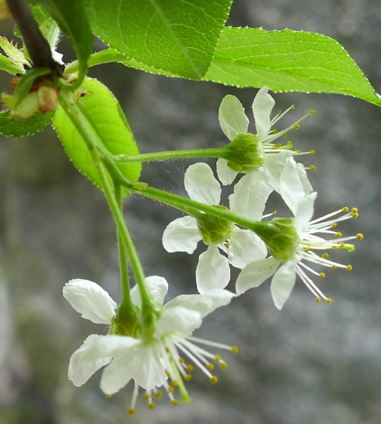 Photo of Prunus emarginata by Judith Holm
