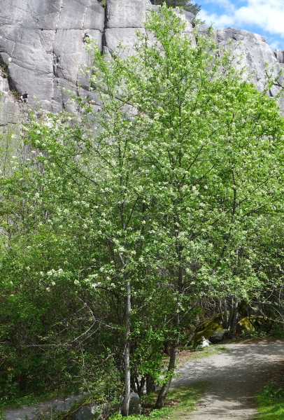 Photo of Prunus emarginata by Judith Holm
