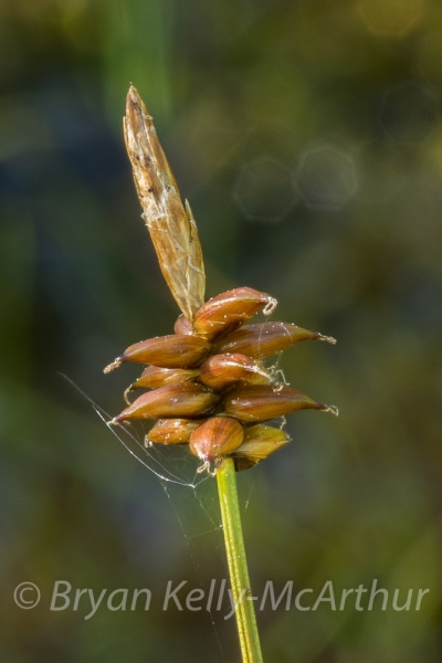 Photo of Carex gynocrates by Bryan Kelly-McArthur