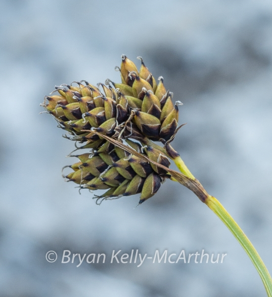Photo of Carex atrosquama by Bryan Kelly-McArthur