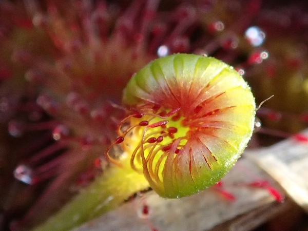 Photo of Drosera rotundifolia by Rosemary Jorna