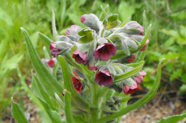 Photo of Cynoglossum officinale by Bob Thacker