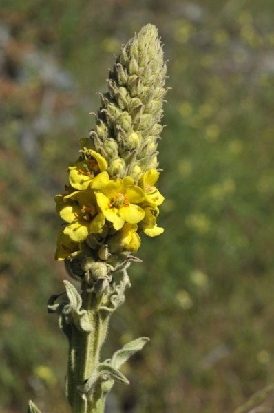 Photo of Verbascum thapsus by David Shackleton
