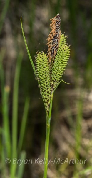 Photo of Carex buxbaumii by Bryan Kelly-McArthur